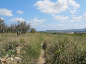 Compromís per Xàbia denuncia que la senda ha desaparegut sota les herbes